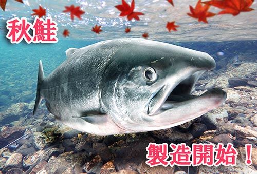 北海道秋鮭製造開始