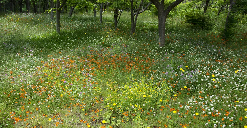 花の季節