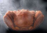 北海道産ボイル毛蟹