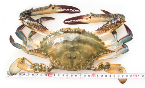 北海道産渡り蟹（ガザミ）姿IQF冷凍 漁場通販のさかなだマート