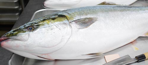 寒ブリ大トロ祭り