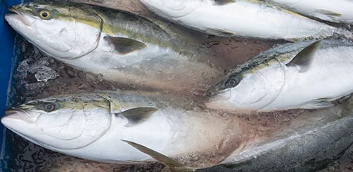 寒ブリ大トロ祭り