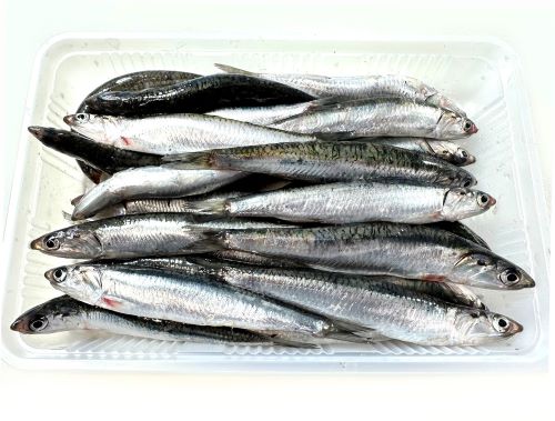 いわし10～30gサイズ500g