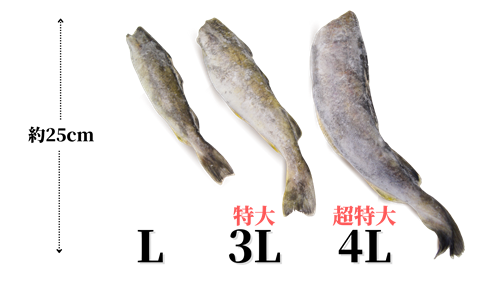 超特大 北海道産氷下魚 こまい 一夜干し 漁場通販のさかなだマート