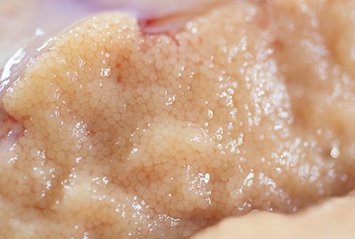 北海道産真だらの卵