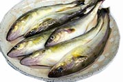 北海道産氷下魚（こまい）姿 超急速冷凍
