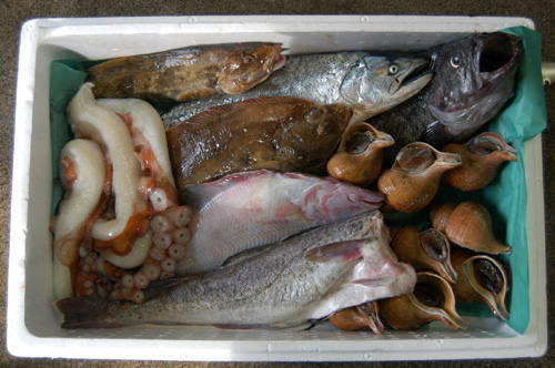 【生発送（冷蔵）】季節の鮮魚おまかせ詰め合わせセット