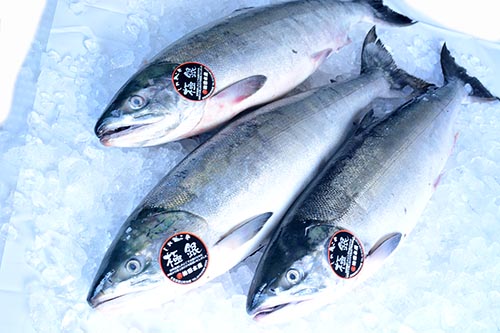羅臼のブランド鮭「極銀」