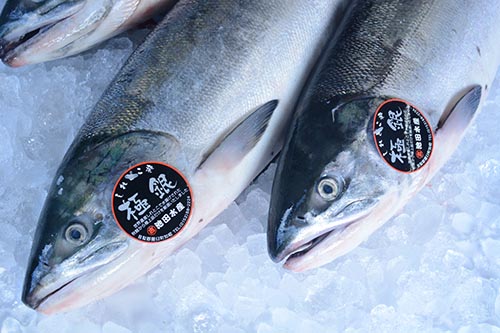 羅臼のブランド鮭「極銀」