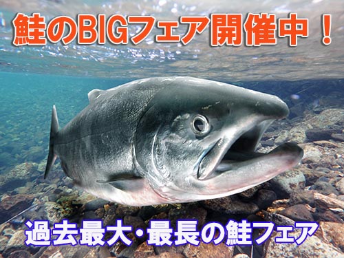 北海道産、鮭 漁場通販のさかなだマート