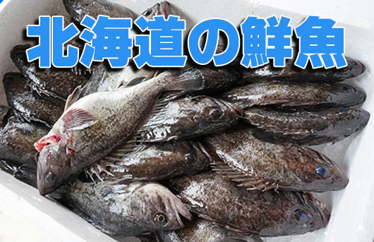 北海道の鮮魚・活締め・活魚