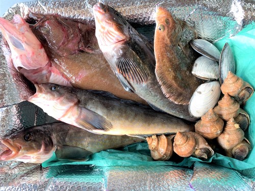 生発送（冷蔵）】季節の鮮魚おまかせ詰め合わせセット 漁場通販の