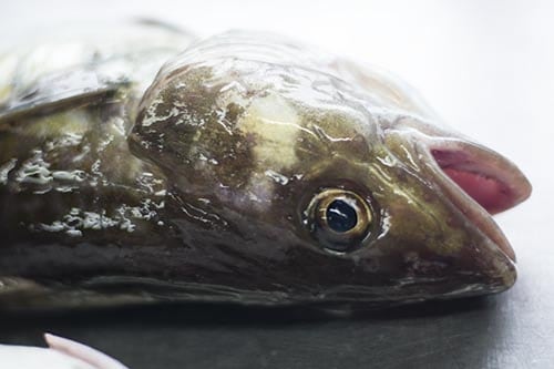 刺身専用 極鮮度 北海道産 真鱈 マダラ フィレ 漁場通販のさかなだマート