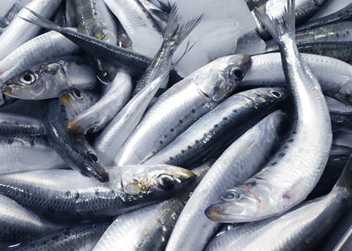 北海道函館産、トロイワシ大サイズ