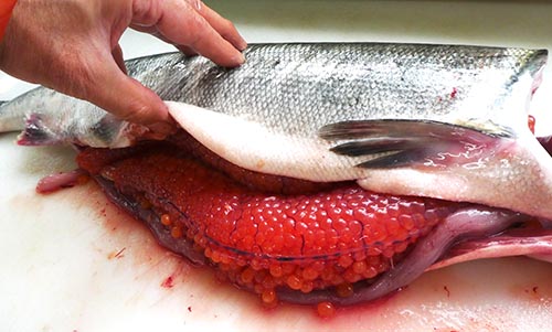 北海道産、鮭の生筋子 漁場通販のさかなだマート