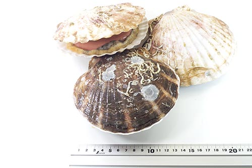 【 北海道産 】ホタテ 貝殻 特大サイズ 約19㎝ ×5 枚