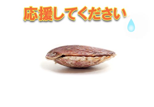 ホタテ貝を応援してください