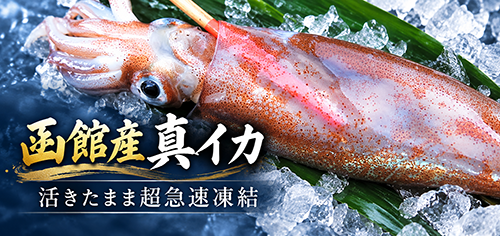函館産姿真イカ超急速凍結