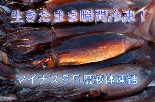 北海道 函館産 活〆真イカ姿 瞬間冷凍 お取り寄せ 漁場通販のさかなだマート
