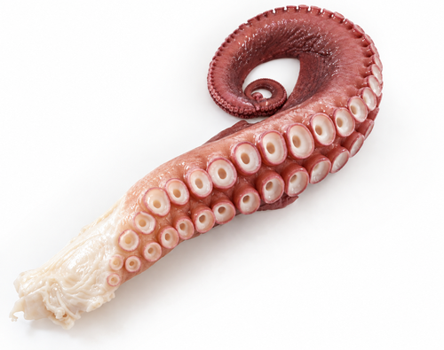 刺身用活〆北海たこ足