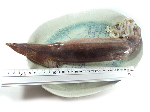 【北海道 函館産】超特大、真イカ姿
