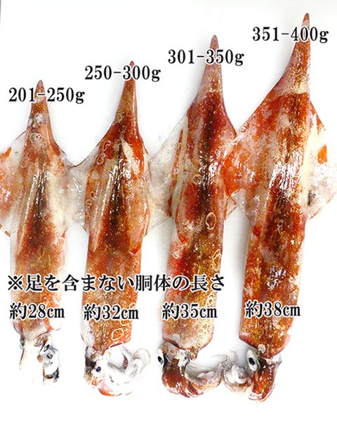 松前産ヤリイカのサイズ比較表
