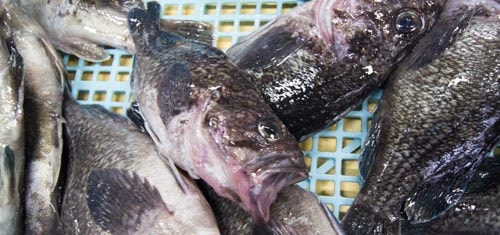 【鮮魚】北海道産黒そい