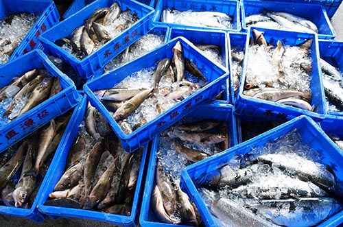訳あり、大盛り北海道産鮮魚切り身３種セット