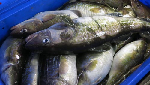 北海道産 真鱈 マダラ 姿iqf冷凍 漁場通販のさかなだマート