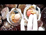 ２年物活ほたて貝