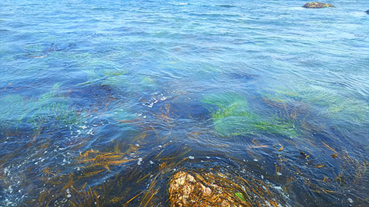 沿岸の海藻と昆布で波が鮮やかな緑に