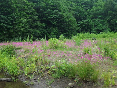 駒ケ岳ダムの花