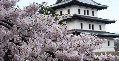 松前城と桜