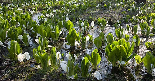 春の訪れ 春の訪れ