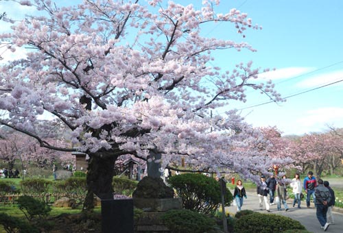 門前の桜