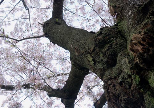 桜を見上げる