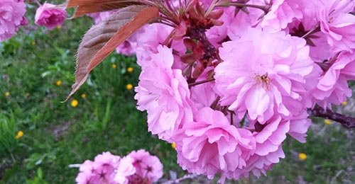 八重桜