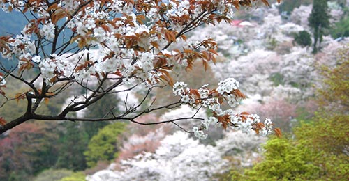 山桜