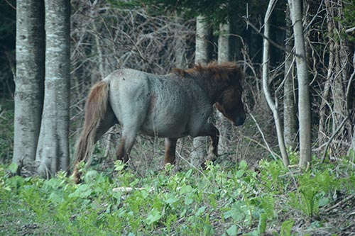 北海道の野生馬