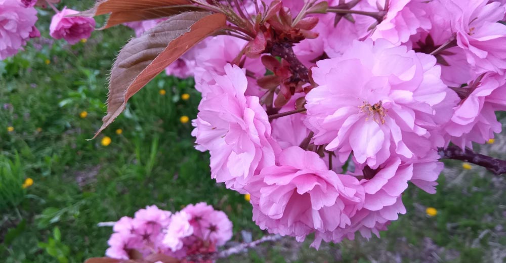八重桜